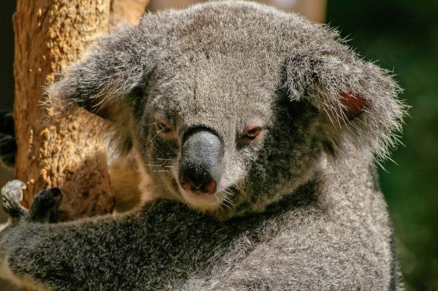 koala