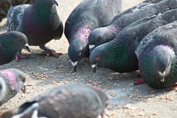 Pigeons feeding.jpg