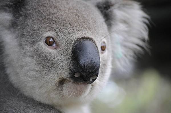 koala.jpg